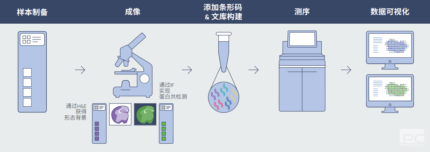 Visium空間基因表達的流程圖.png